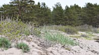 En strand i Hangö med sandväxter , sanddyner, lågväxande martallar.