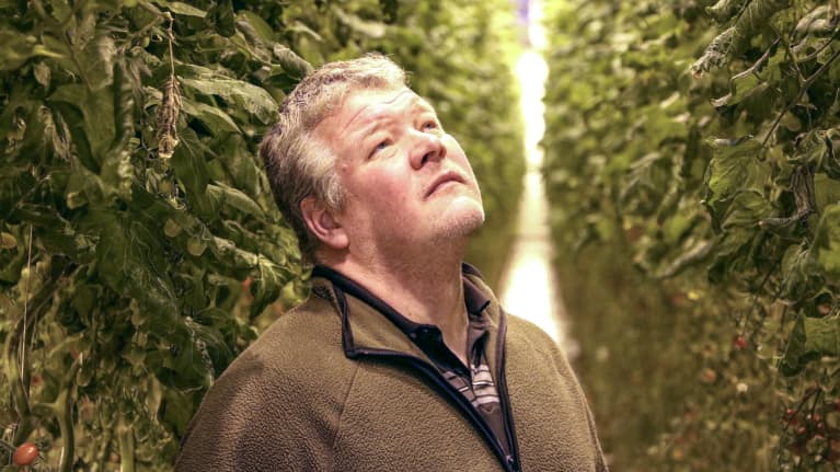 En man iklädd en fleecetröja står inne i ett växthus och blickar upp mot tomatplantor.