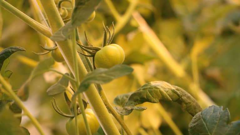 Gröna små tomater växer på en planta.