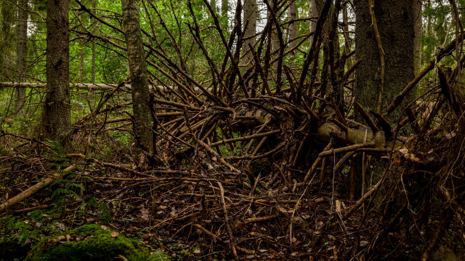 Suuri kaatunut kuusi metsässä.