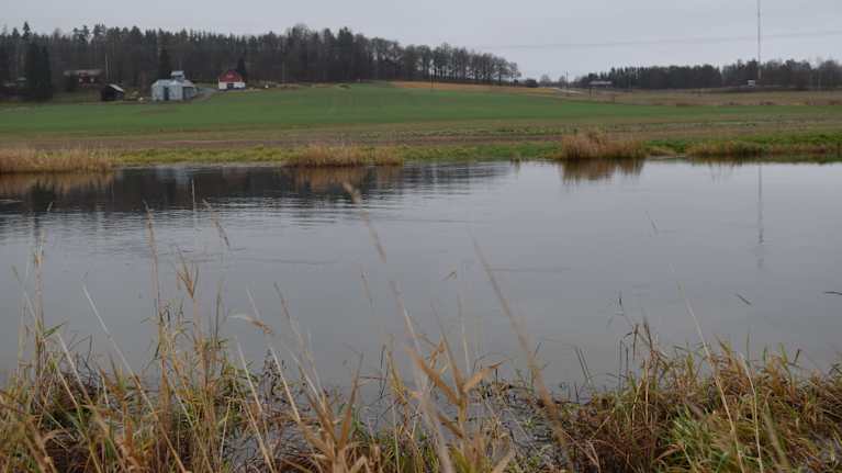 Svartån fylld till breddarna ca 400 meter nedanför Åkerfors kraftverk. 