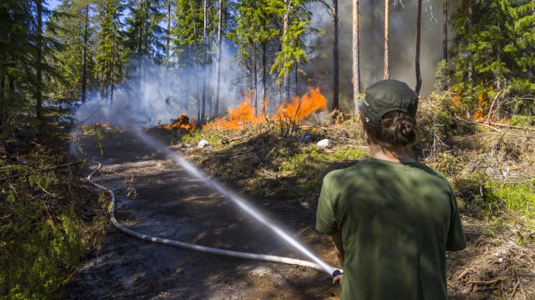 Metsän kulotusta varten raivattu palokuja Nuuksiossa, maastoa kastellaan paloletkulla.