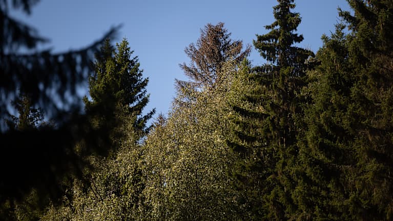 En död gran tornar upp bland friska träd