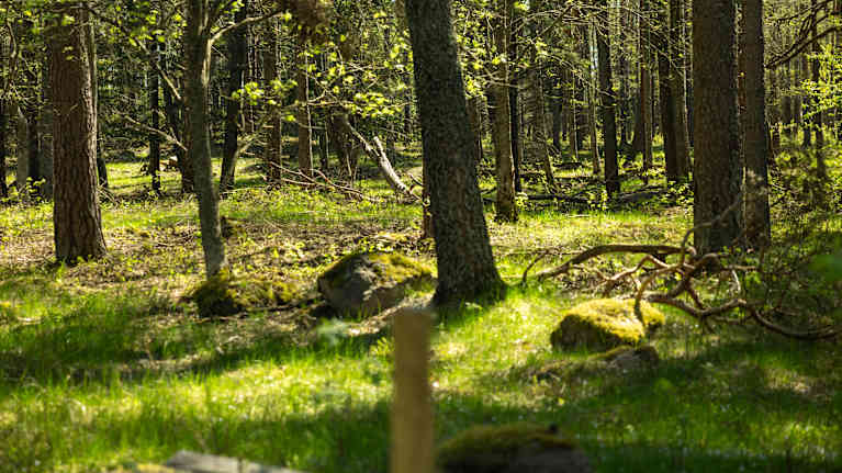 Vehreää metsää hiekkatien varrella. Tien ja metsän välissä on lampaille tehty aita.
