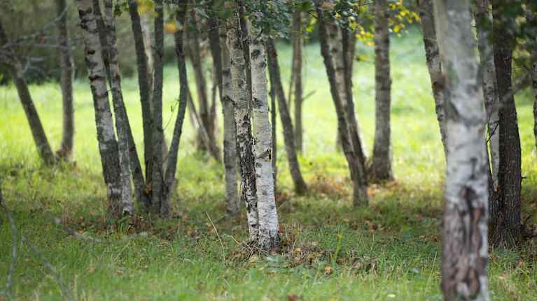 En lugn skogsglänta med björkträd. Här växer små växter och örter bra efter att all annan vegetation har tagits bort.