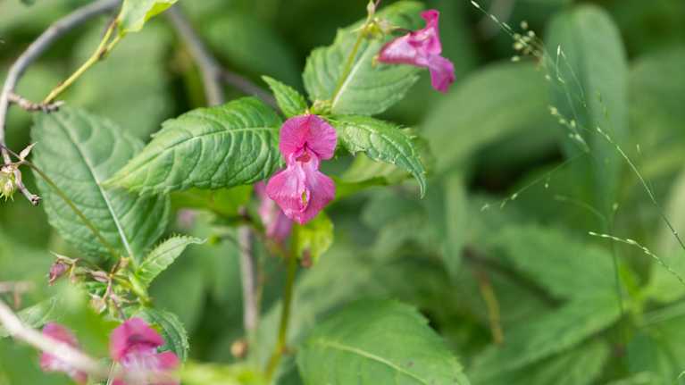 Rödblommiga exemplar av jättebalsamin (Impatiens glandulifera) i naturen. Jättebalsamin är en högväxt, ettårig växt med ursprung i Himalaya, men är en invasiv art i Finland.
