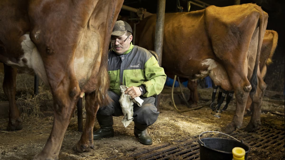 Timo Liimatainen on kyykistynyt lehmän viereen puhdistamaan lehmän vetimiä ennen lypsyä. Lehmät seisovat lypsyllä parsinavetassa. 