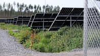 Solpaneler på ett fält med vegetation och omgivande träd i bakgrunden.
