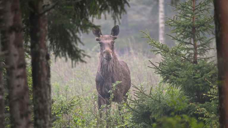Majesteettinen hirvi seisoo metsän siimeksessä sumuisessa aamussa, ympärillään vehreitä kuusipuita ja koivuja.