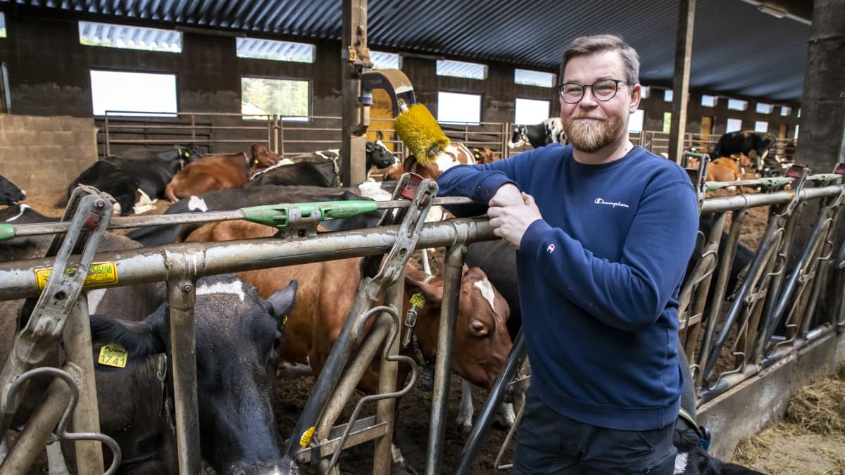 Maanviljelijä Tomi Ahonen lehmien luona navetassa.