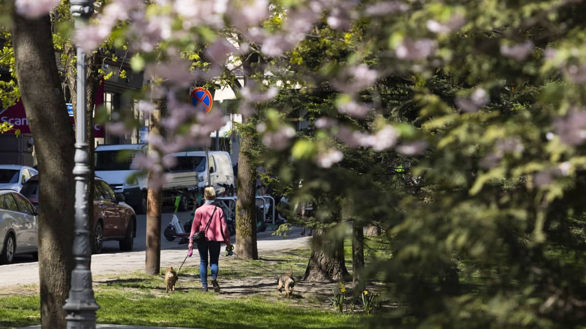Henkilö ulkoiluttamassa koiraansa puistossa.
