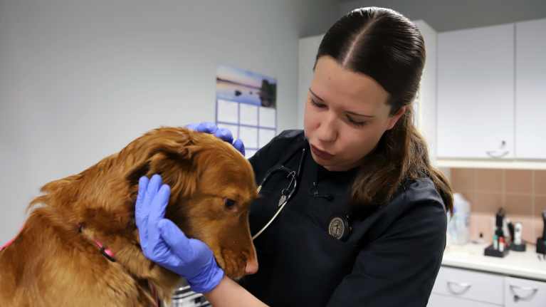 Nuori naiseläinlääkäri silittää koiraa tutkimushuoneessa.