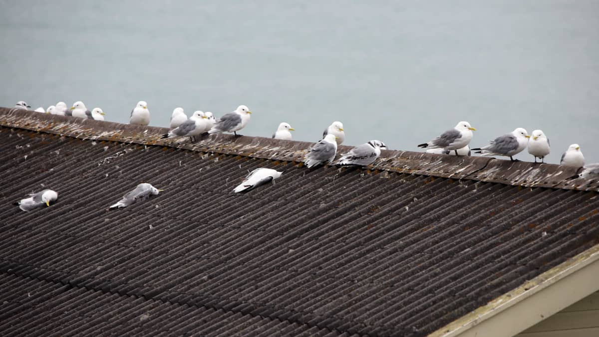 Eläviä ja kuolleita lintuja rakennuksen katolla Norjan Vesisaaressa, jossa lintuinfluenssa leviää heinäkuussa 2023.