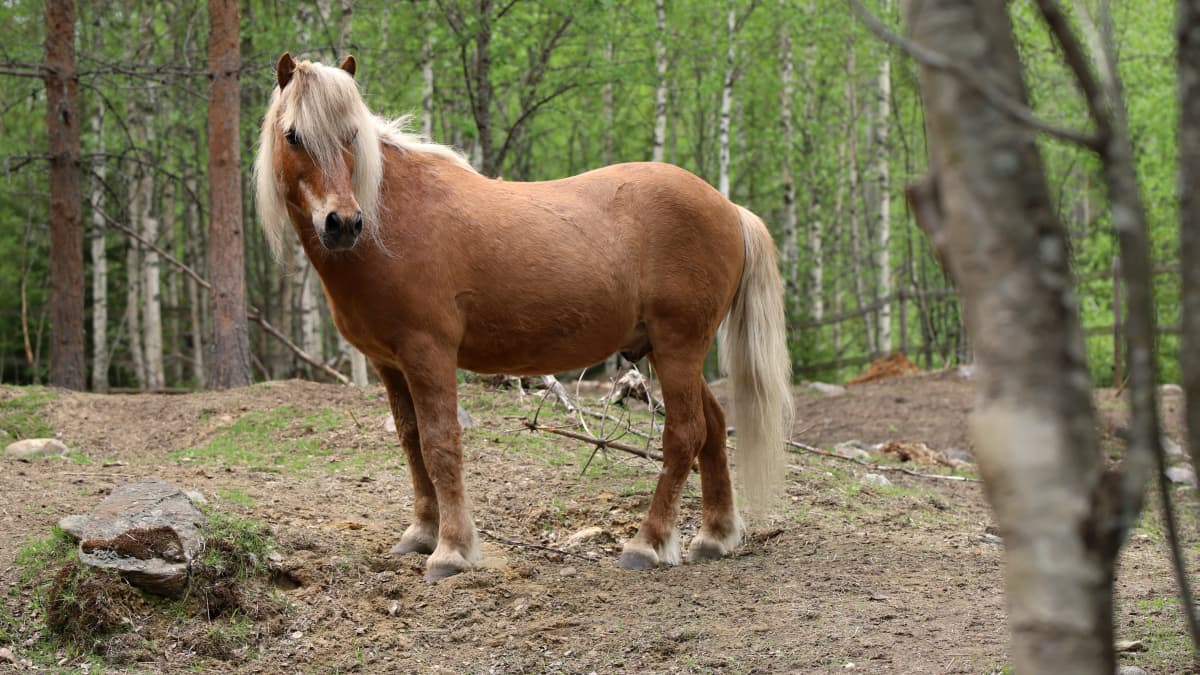 Islanninhevosen poni.