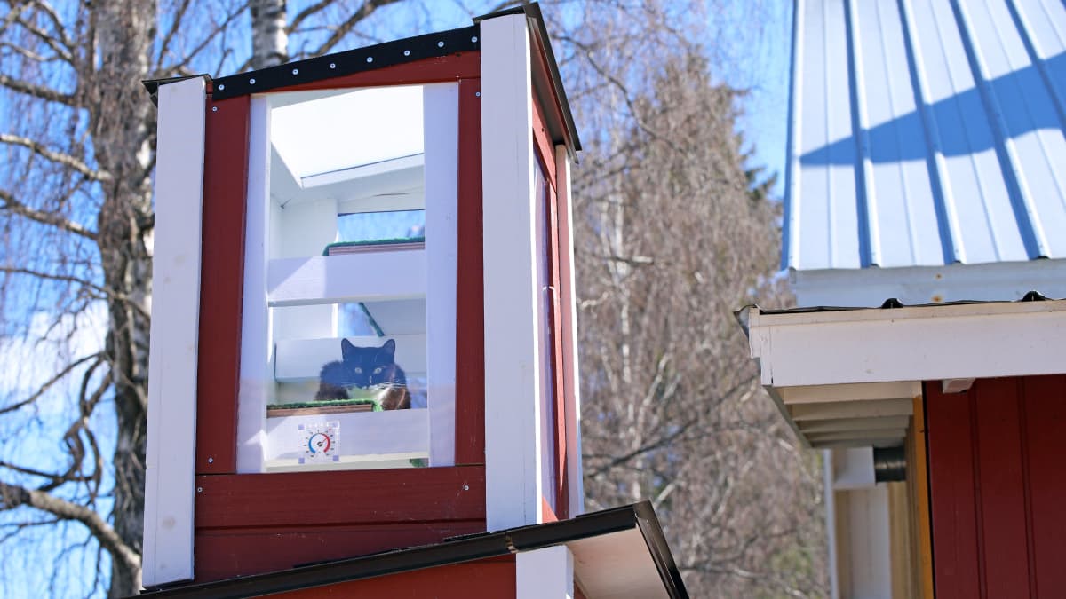 Kissa kyyhöttää näköalatornissa.