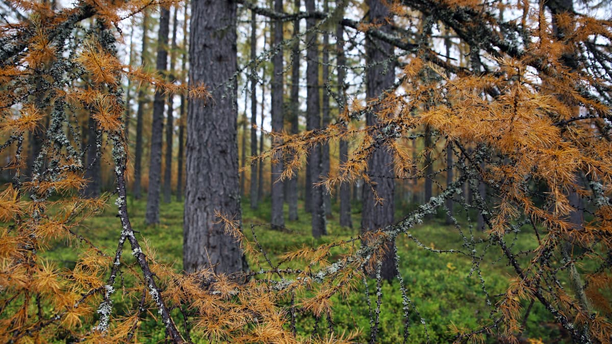 Health, trees, and beauty – the origins of the Finnish words for “hello” | News