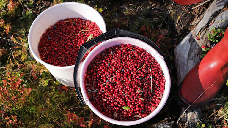 Two buckets full of huckleberries.