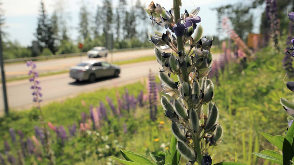 Lupiini kypsyttelee siemeniään moottoritien varrella