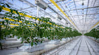 Tomatplantor i ett växthus i Närpes