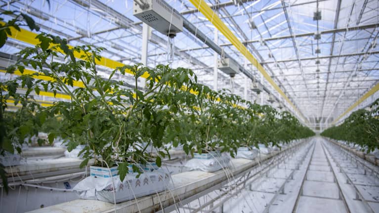 Tomatplantor i ett växthus i Närpes