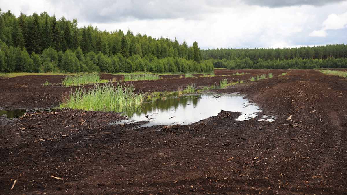 Sadevedestä muodostunut lätäkkö turvemaalla Kouvolan sippolassa.