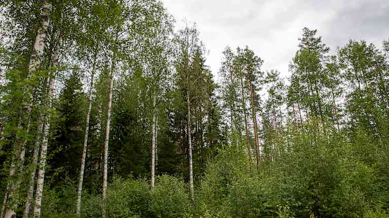 Sekametsässä koivuja, mäntyjä ja kuusia