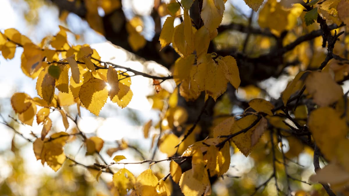 Keltaisia koivunlehtiä lähikuvassa, lehvästön läpi paistaa aurinko.