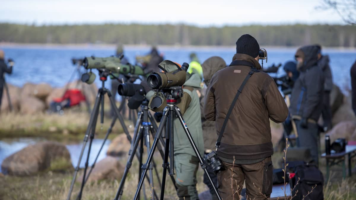 Meren rannalla on kymmenkunta lintubongaria seuraamassa kevätmuuttoa kaukoputkineen