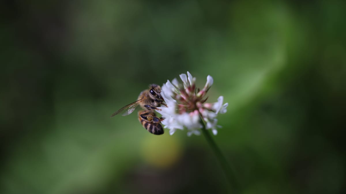 Mehiläinen on imemässä mettä valkoapilan kukasta. Tausta on vihreä.