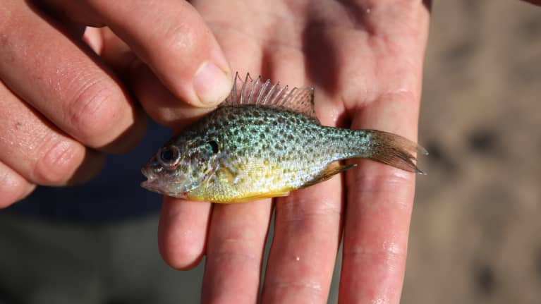 The sun perch is an alien species in Europe. Photo: Jere Sanaksenaho / Yle