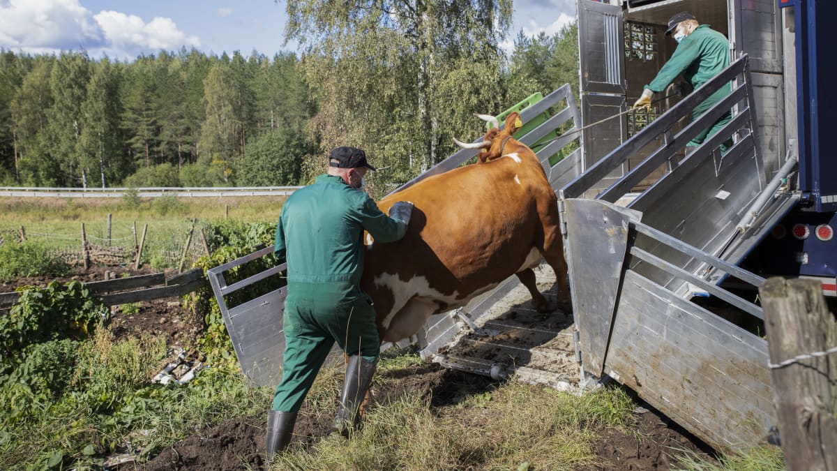 Lehmää työnnetään takaa ja kiskotaan köydellä teurasautoon. Lehmä kääntää päätään taaksepäin. 