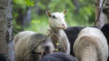 lammaslaumassa yksi lammas on nostanut päänsä