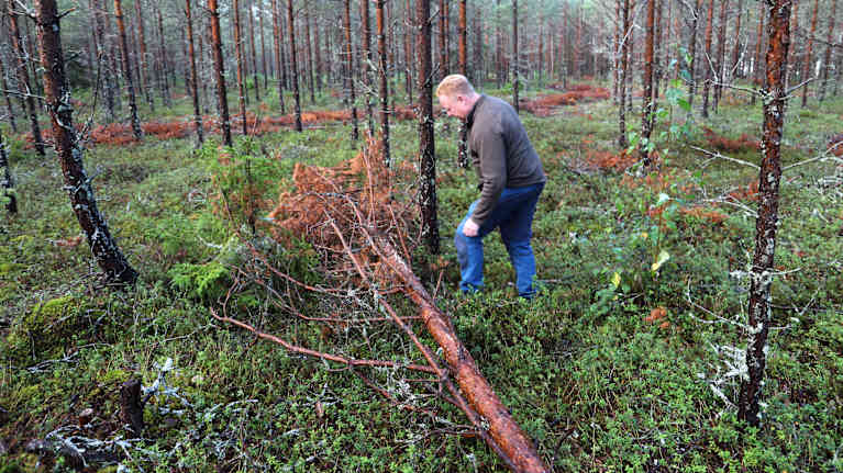 En man vid tallar som drabbats av sjukdom.