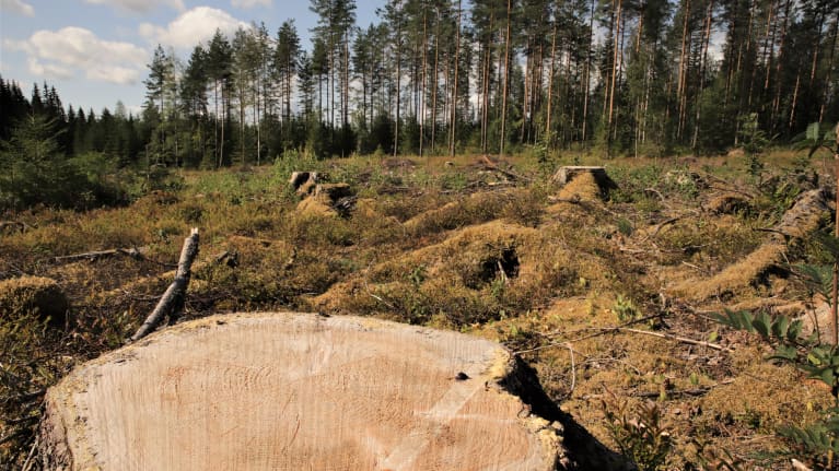 Kanto hakkuuaukealla