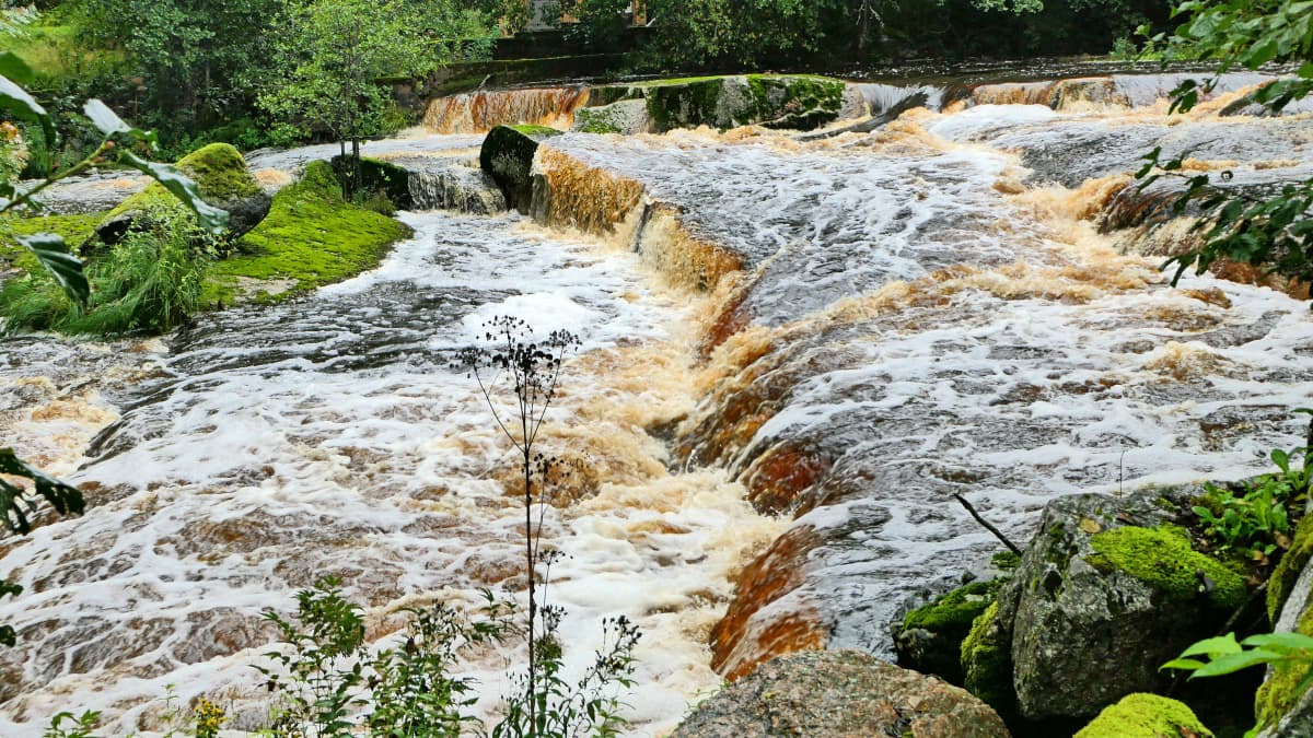 Vettä virtaa Mynämäen Hepokoskella runsaasti sateisen elokuun jälkeen. 