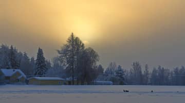 Peltomaisemaa, maatalo ja kauriita pellolla. Aurinko paistaa sumupilven takaa. Lunta. 