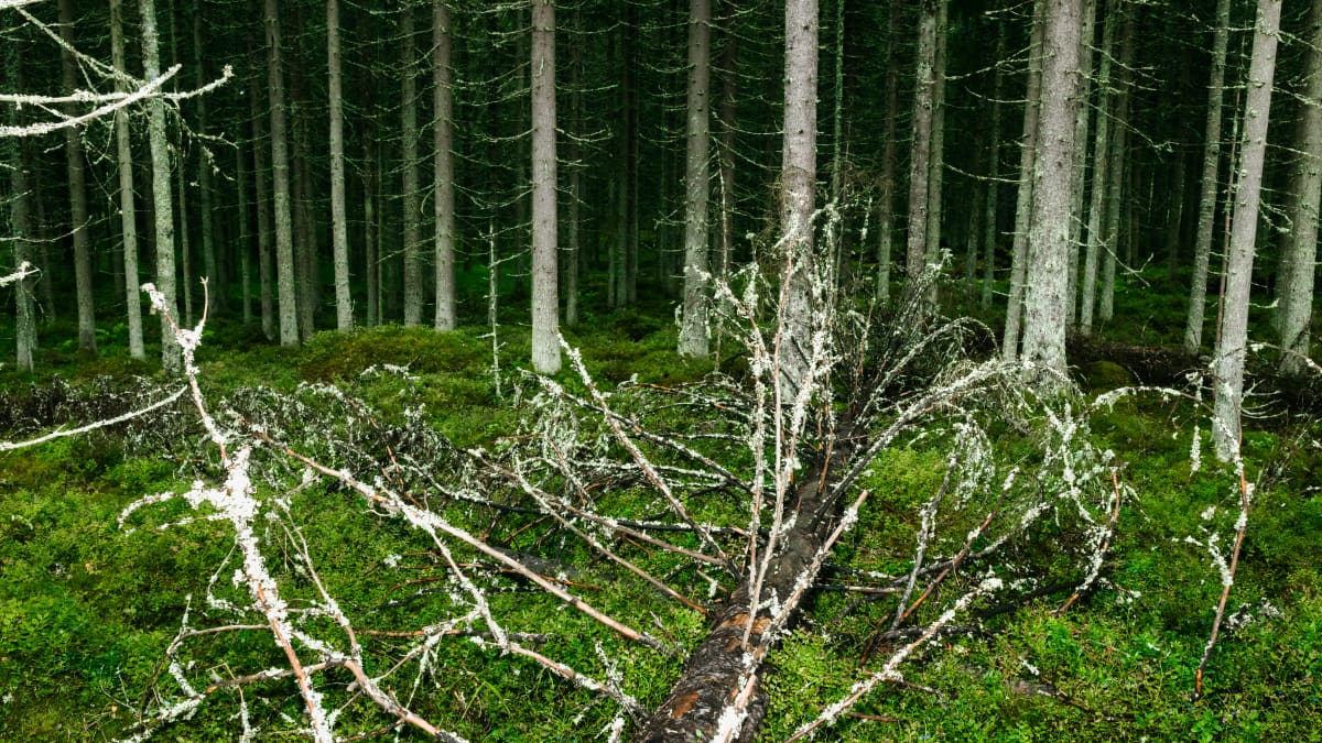 Kaatunut puu metsän pohjassa, taustalla tiheä kuusimetsä.