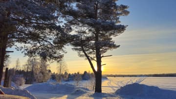 Aurinkoinen sää Kemijoen rannalla. Lunta, mänty jonka takaa aurinko paistaa. 