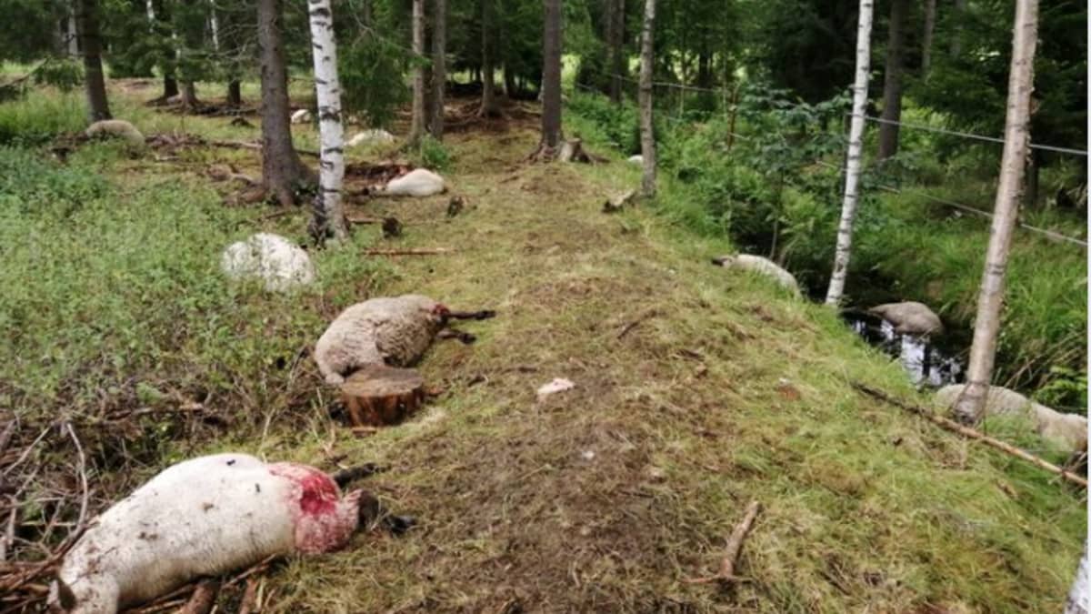 Useita tapettuja ja raadeltuja lampaita makaa kuolleena laitumella.
