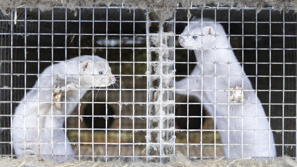Uusikaarlepyyläisen turkistarhaaja Markus Sjöholmin minkkiturkistarhalla kaksi minkkiä ovat nousseet verkkoa vasten.