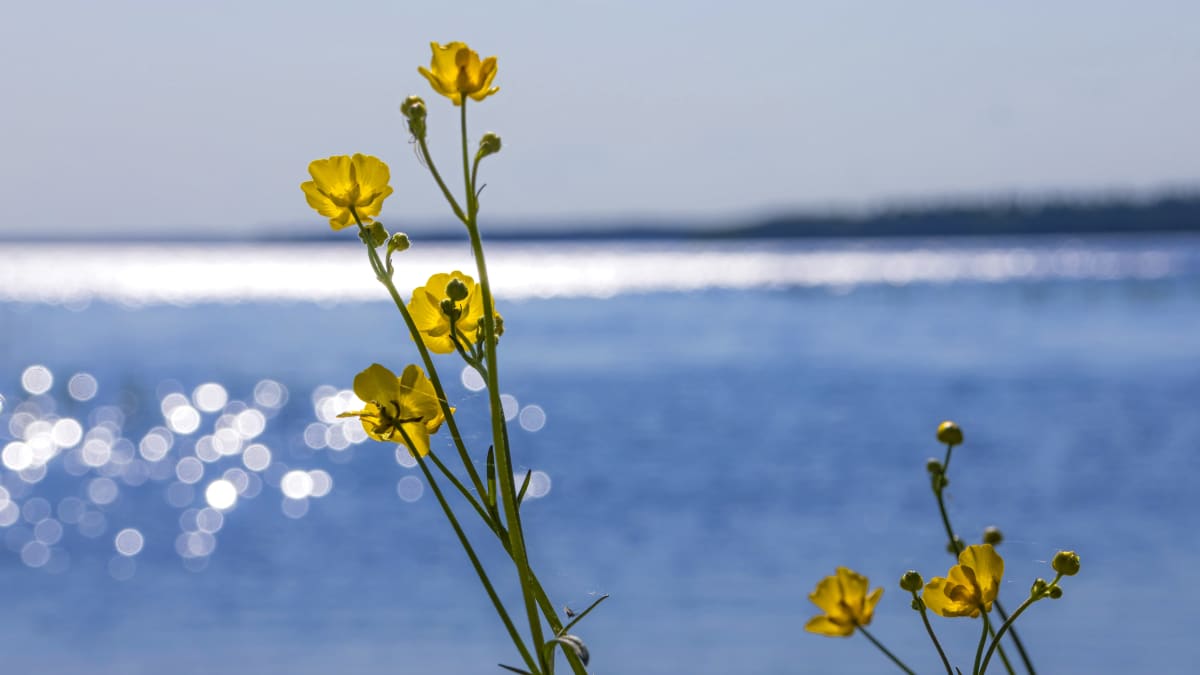 Aurinkoinen päivä Pyhäjärvellä, Pohjois-Pohjanmaalla. Kukka ja järvi. 