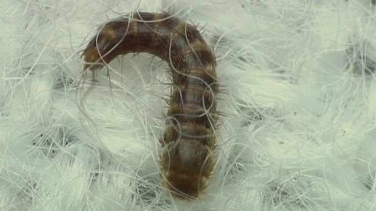 IS: Skalbaggen på Viking Gabriella var en brun pälsänger | Inrikes ...