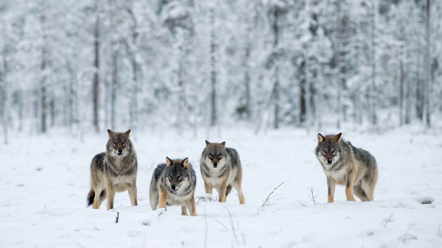 Neljä sutta seisoo lumisessa metsässä ja katsoo eteenpäin. Taustalla on lumisia puita.