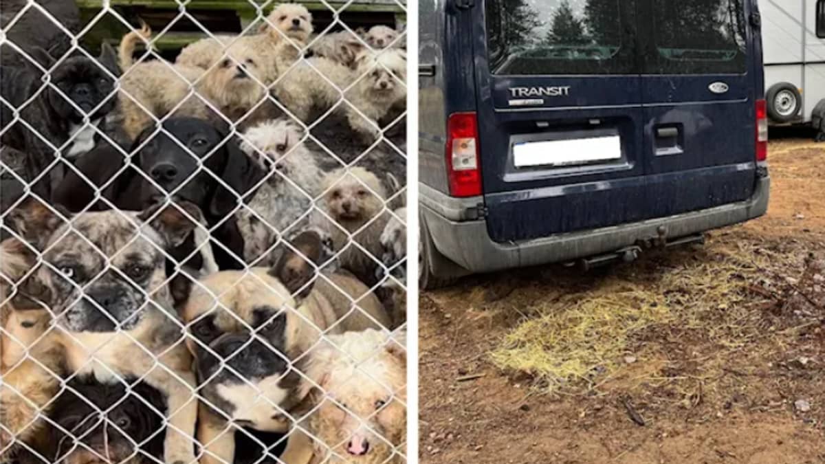 Kuva Ruotsiin salakuljetetuista koirista ja autosta, jossa koiria oli kuljetettu.