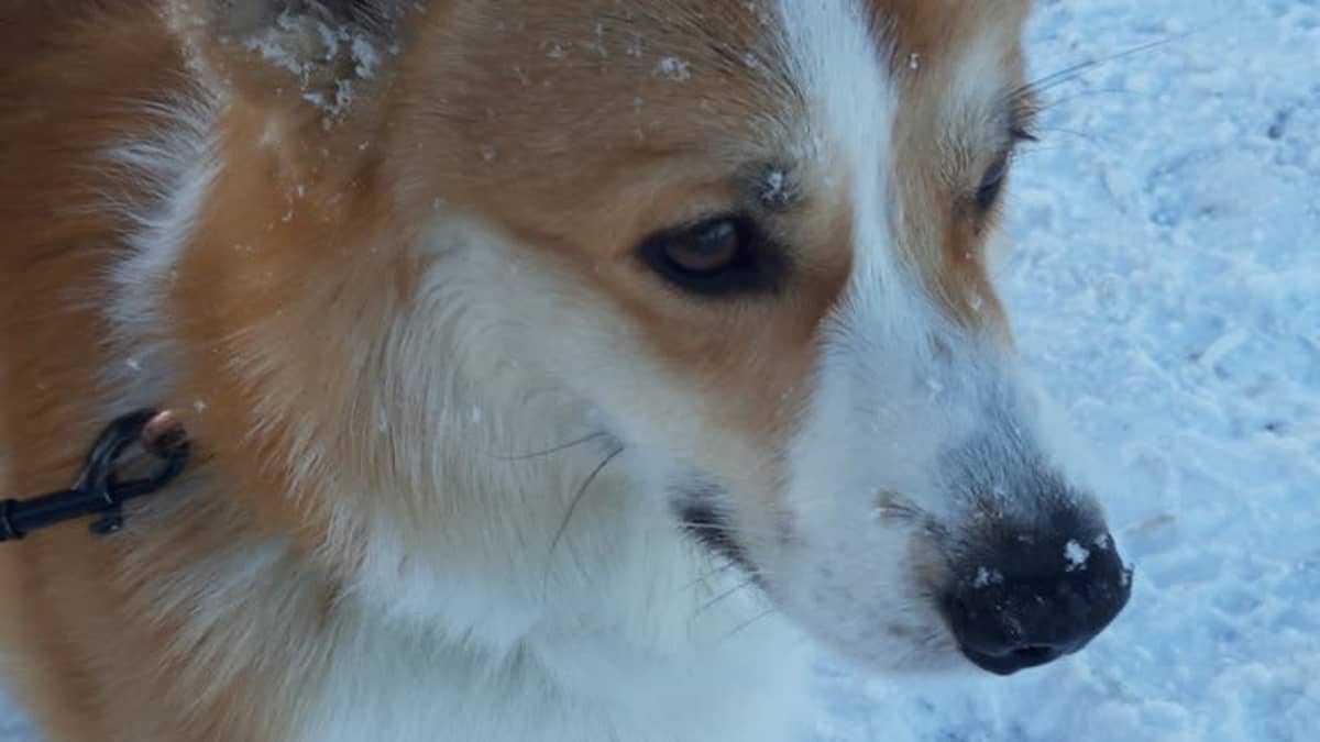 Corgi-rotuinen koira seisoo lumisella tiellä.