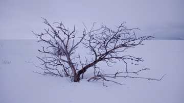 Siniharmaa sää Perämerellä. Lumen keskellä kuivanut puunkarahka. 