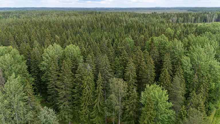 aerial view of an old forest with coniferous and deciduous trees.