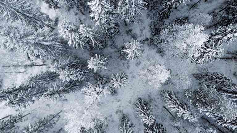 Puita mesässä lintuperspektiivissä.