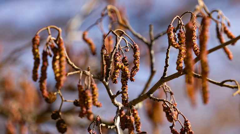 Alder catkins on a sunny day. 