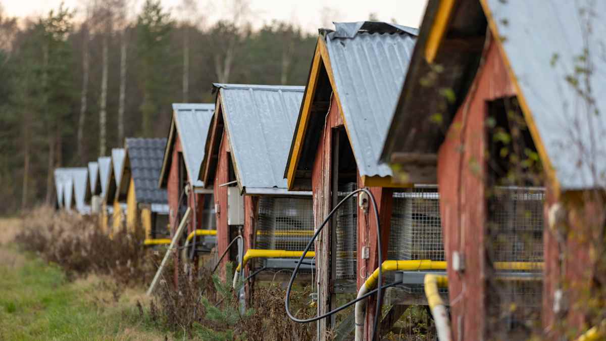 There are about 550 fur farms in Finland. Photo: Janne Järvinen / Yle